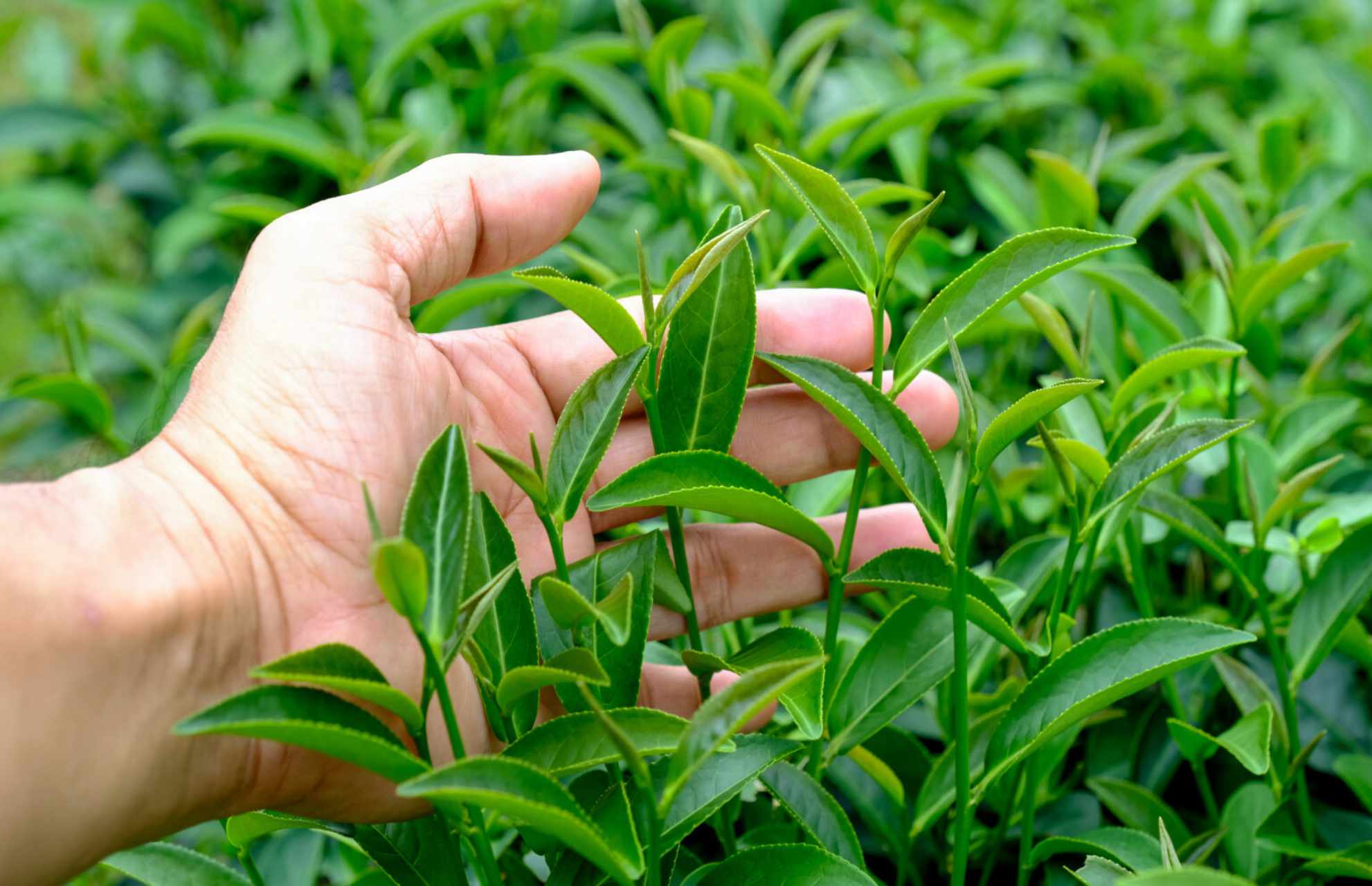 Antica-drogheria - Le foglie di tè