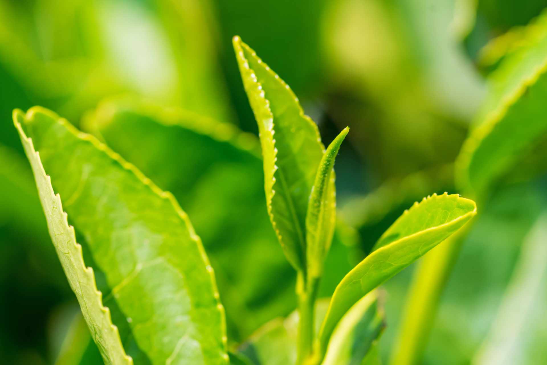Antica Drogheria - Coltivare il tè in casa o in giardino