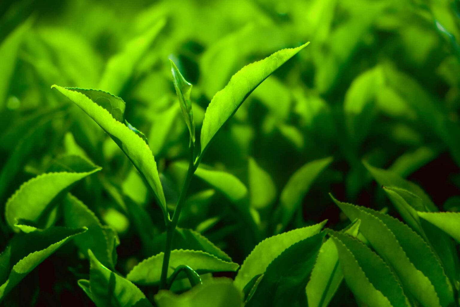 Antica-drogheria - Coltivare il tè in casa o in giardino