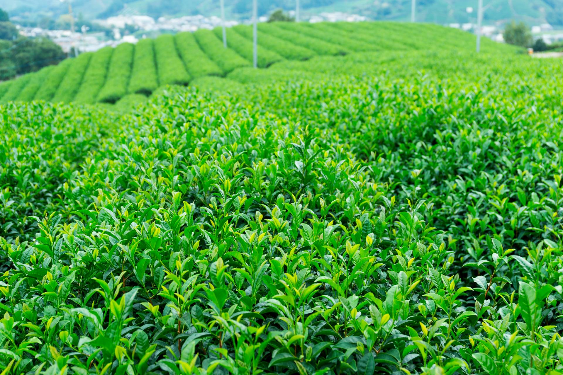 tè verde giapponese - Antica drogheria